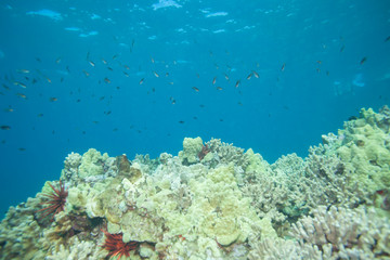 Naklejka na ściany i meble Healthy Coral Reef in Hawaii