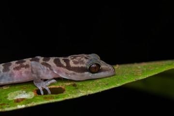 Gecko, Close-Up Gecko ,  Kinabalu Angle-toed Gecko, Borneo , Gecko of Borneo