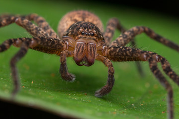 Beautiful Spider in Sabah, Borneo , Spider of Borneo , hunstman spider on green leaf