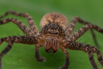 Beautiful Spider in Sabah, Borneo , Spider of Borneo , hunstman spider on green leaf