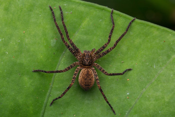 Beautiful Spider in Sabah, Borneo , Spider of Borneo , hunstman spider on green leaf