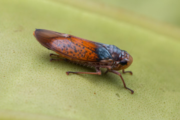 Closeup image of a red leafhopper on the green leaf.