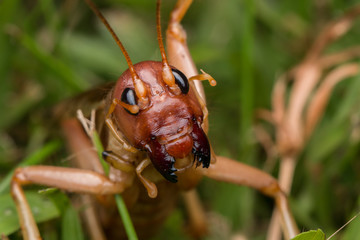 Nature Scene of giant cricket in Sabah, Borneo , Close-up image of Giant Cricket