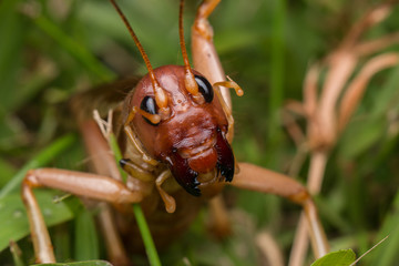 Nature Scene of giant cricket in Sabah, Borneo , Close-up image of Giant Cricket