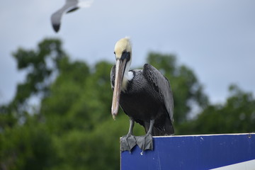 portrait of white pelican