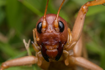 Nature Scene of giant cricket in Sabah, Borneo , Close-up image of Giant Cricket