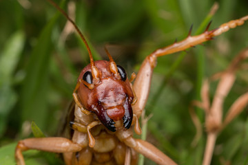 Nature Scene of giant cricket in Sabah, Borneo , Close-up image of Giant Cricket