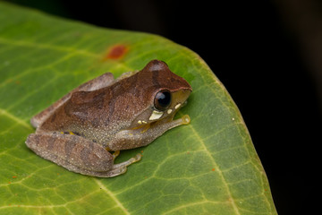 Masked tree frog, Frog, Frog of Borneo ,Close-up of frog of Borneo