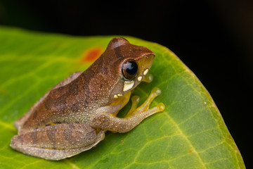 Masked tree frog, Frog, Frog of Borneo ,Close-up of frog of Borneo