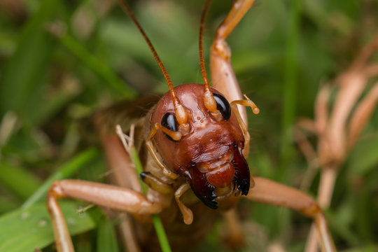 Nature Scene of giant cricket in Sabah, Borneo , Close-up image of Giant Cricket