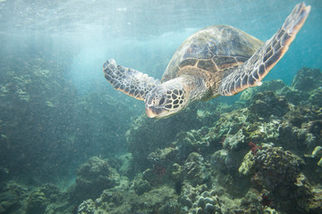 Obraz premium Turtle Close Up Swimming Over Coral Reef Thru Sun Rays