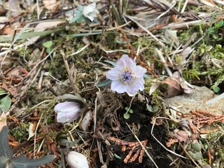 セツブンソウ　節分草　Eranthis pinnatifida