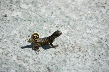 lizard on a rock