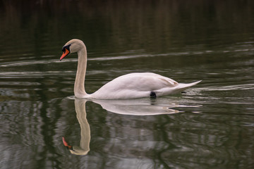 Der Schwan ist eine Gattung der Entenvögel und gehört zur Familie der Gänse