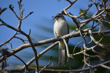 bird on a branch