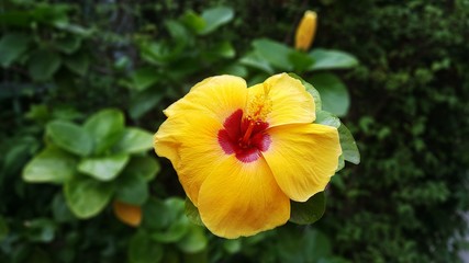 Yellow hibiscus. Hibicus hybrid. yellow flower