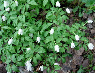 Spring forest snowdrops