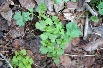 Young nettle shoots