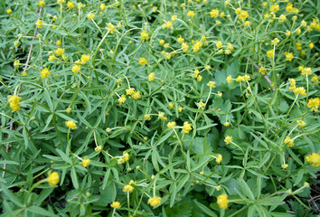 Carpet of yellow spring flowers