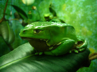Giant Waxy Monkey Frog