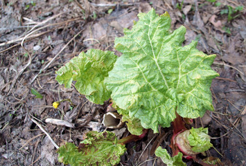 Rhubarb green leaf spring