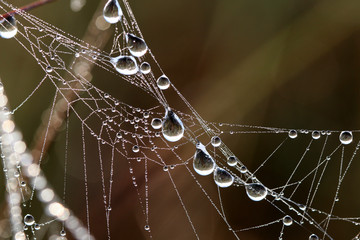 Dew covered spiderwebs in the sawgrass at sunrise in Everglades National Park, Florida.