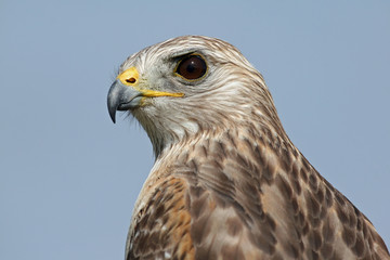 Portrait of Red-shouldered Hawk, Buteo lineatus, in Everglades National Park, Florida.