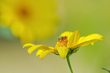 Flower fly on sun flower