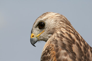 Portrait of Red-shouldered Hawk, Buteo lineatus, in Everglades National Park, Florida.