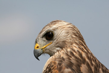 Portrait of Red-shouldered Hawk, Buteo lineatus, in Everglades National Park, Florida.