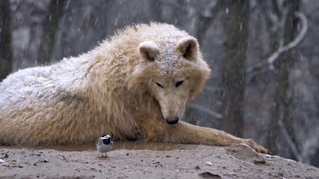 Arctic wolf and white wagtail 