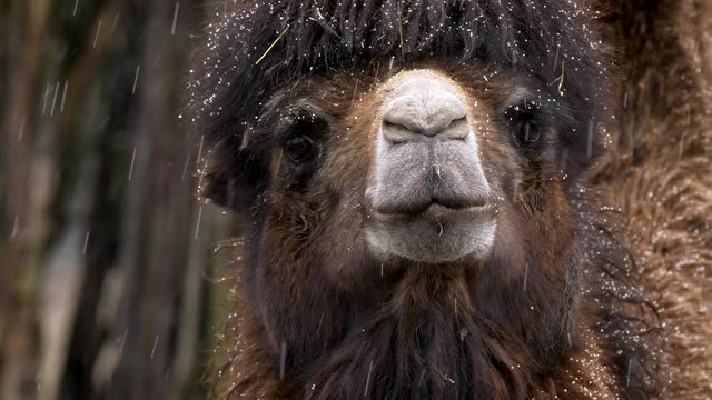 Bactrian camel (Camelus bactrianus) portrait in snowfall