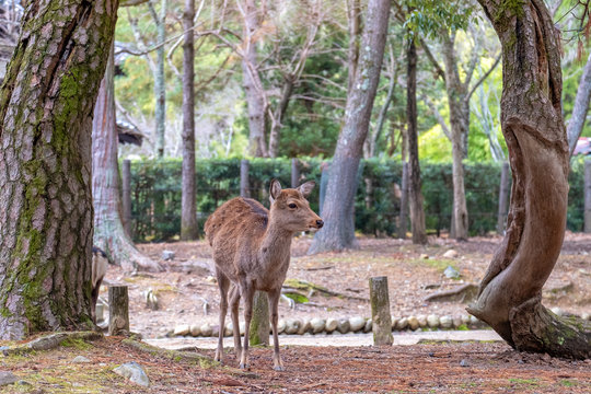 Closeup image of a wild deer in the park