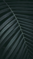 Obraz premium Dark green tone tropical plant background.