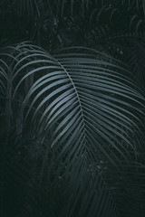 Dark green tone tropical plant background.