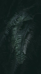 Dark green tone tropical plant background.