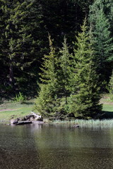 Mountain river near the village of Aktash in the Ulagan district of the Altai Republic