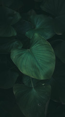 Dark green tone tropical plant background.