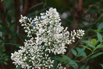flor branca 
