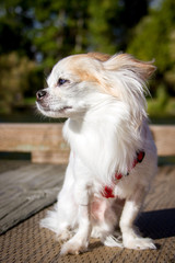 Small white long haired chihuahua mix sits looking to the left.
