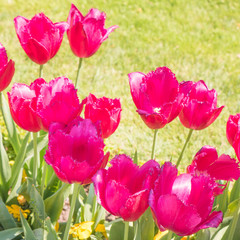 Group of colorful tulip. Purple flower tulip lit by sunlight. Soft selective focus, tulip close up. Bright colorful tulip photo background. Pink flower tulip lit by sunlight.