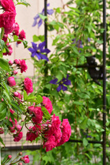 Fototapeta na wymiar バラとクレマチスが咲く庭