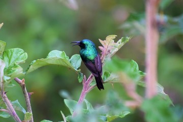 sunbird on branch