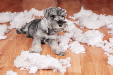 Naughty bad cute schnauzer puppy dog made a mess at home, destroyed plush toy. The dog is home...