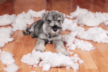 Naughty bad cute schnauzer puppy dog made a mess at home, destroyed plush toy. The dog is home...