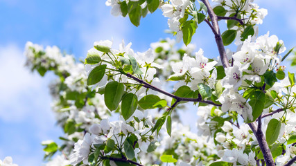 Apple Tree Branches with Blossoms against the Blue Sky on a Sunny Spring Day.