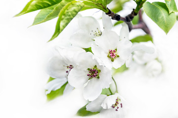 Apple Tree Blossoms Isolated on White Background. Spring Renewal Concept.