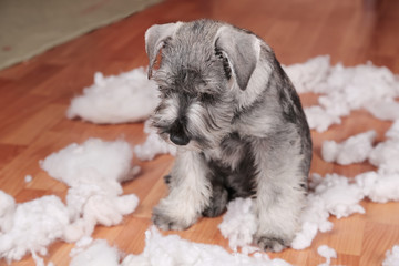Naughty bad cute schnauzer puppy dog made a mess at home, destroyed plush toy. The dog is home...