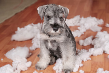 Naughty bad cute schnauzer puppy dog made a mess at home, destroyed plush toy. The dog is home...