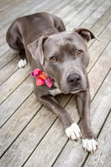 Beautiful gray pit bull terrier with a flower on her collar looks up at the viewer.